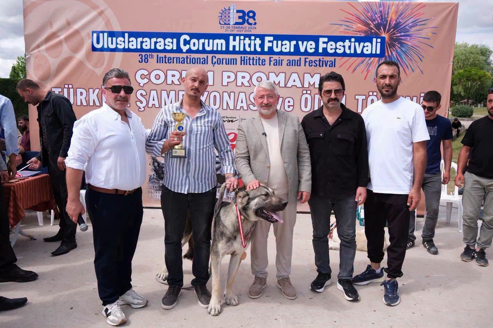 ÇOBAN KÖPEKLERİ ÇORUM'DA GÖRÜCÜYE ÇIKTI